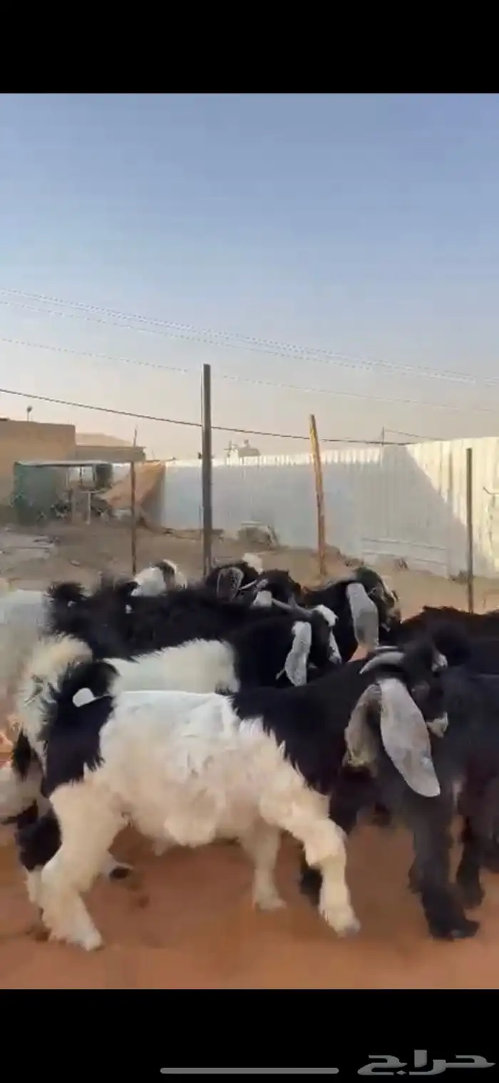 تيوس وجفار عوارض 1