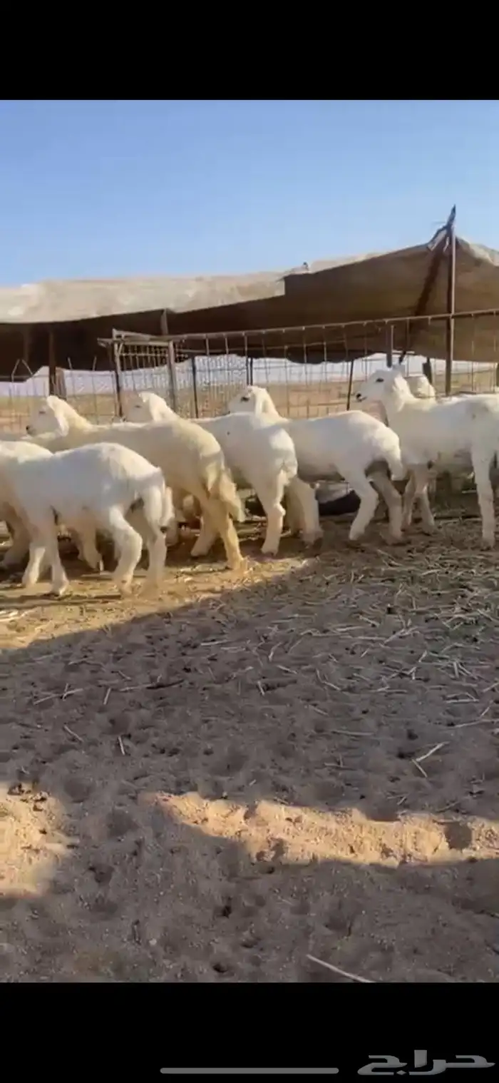 للبيع 2