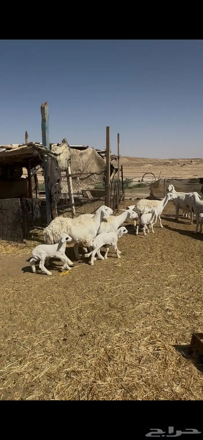 شياة غنم حريات نجد متابيع مقاني وليد 0