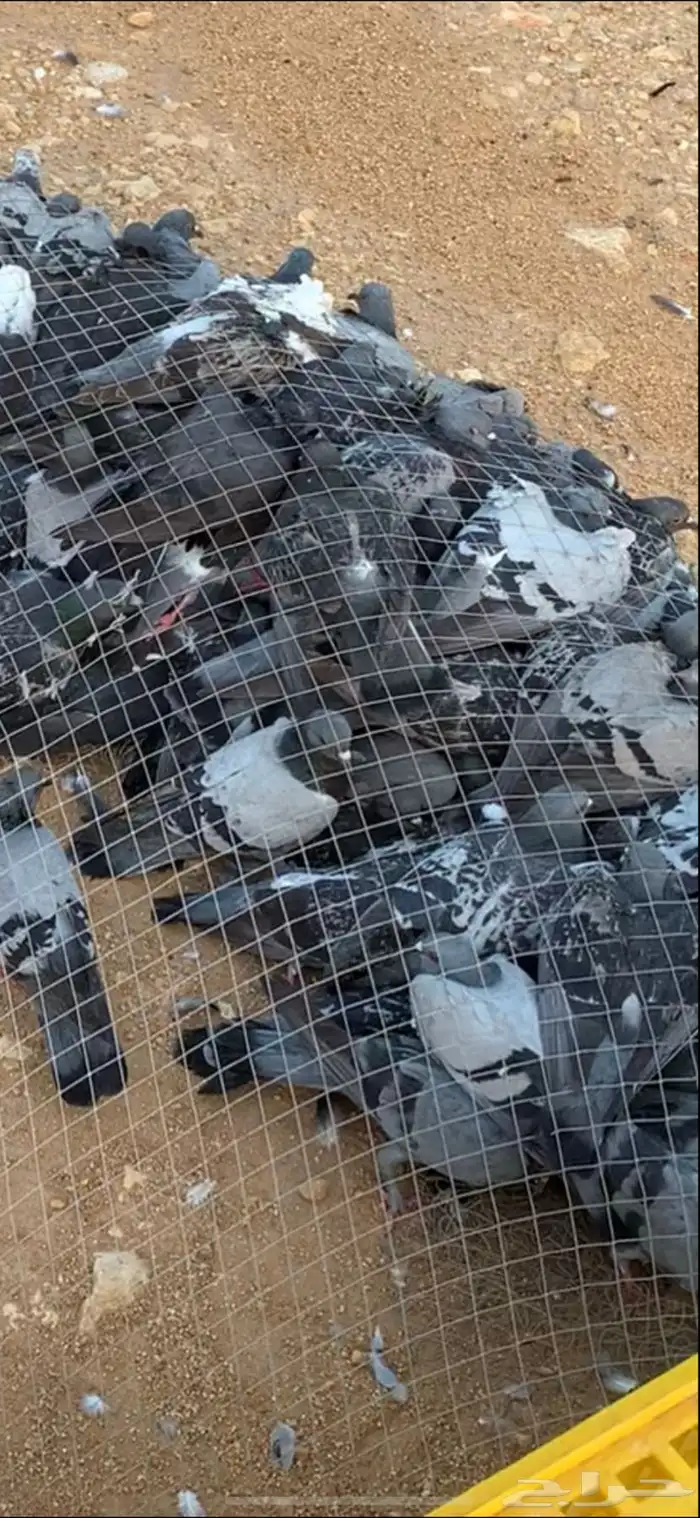 حمام سوادي 1