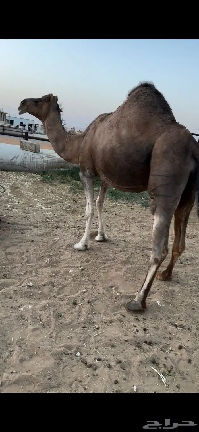 لقحه حمر ا ساحليه طيبه 1