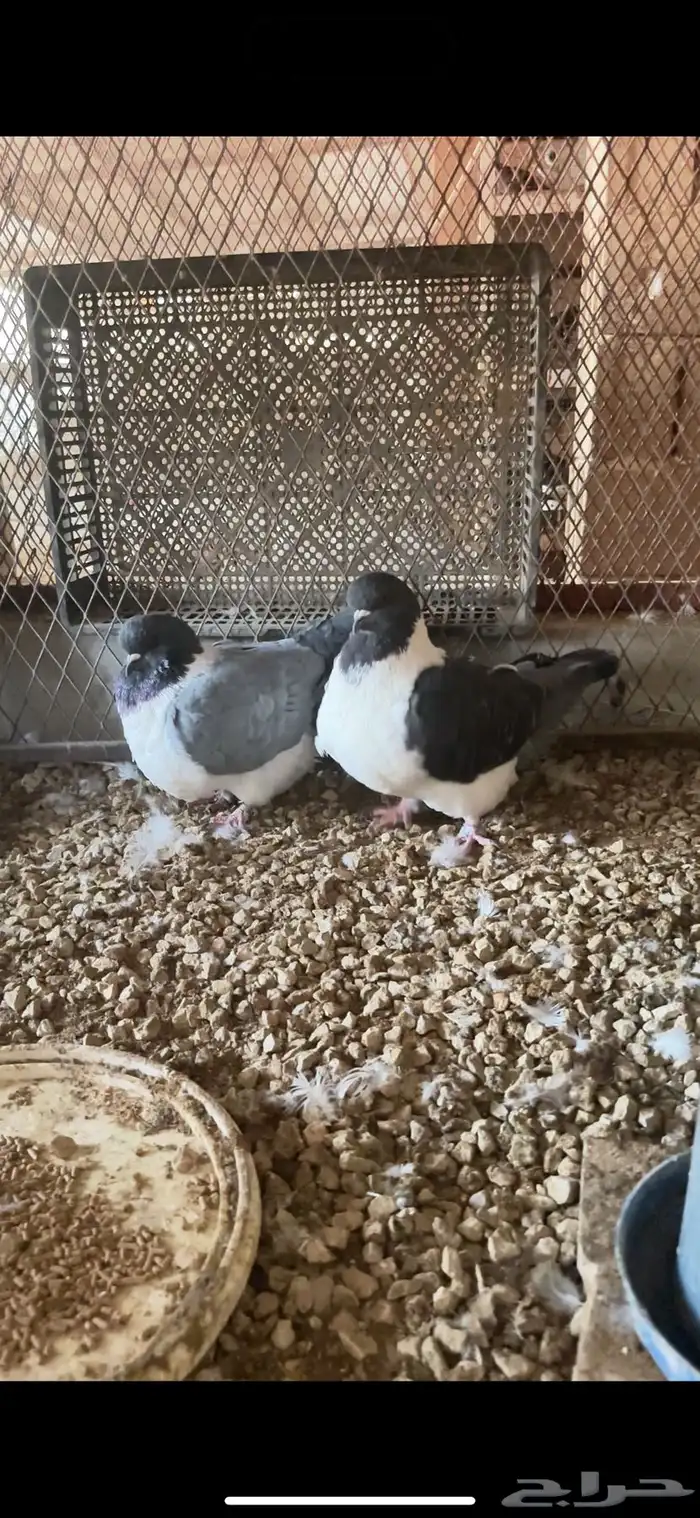 كنج استريزار 1