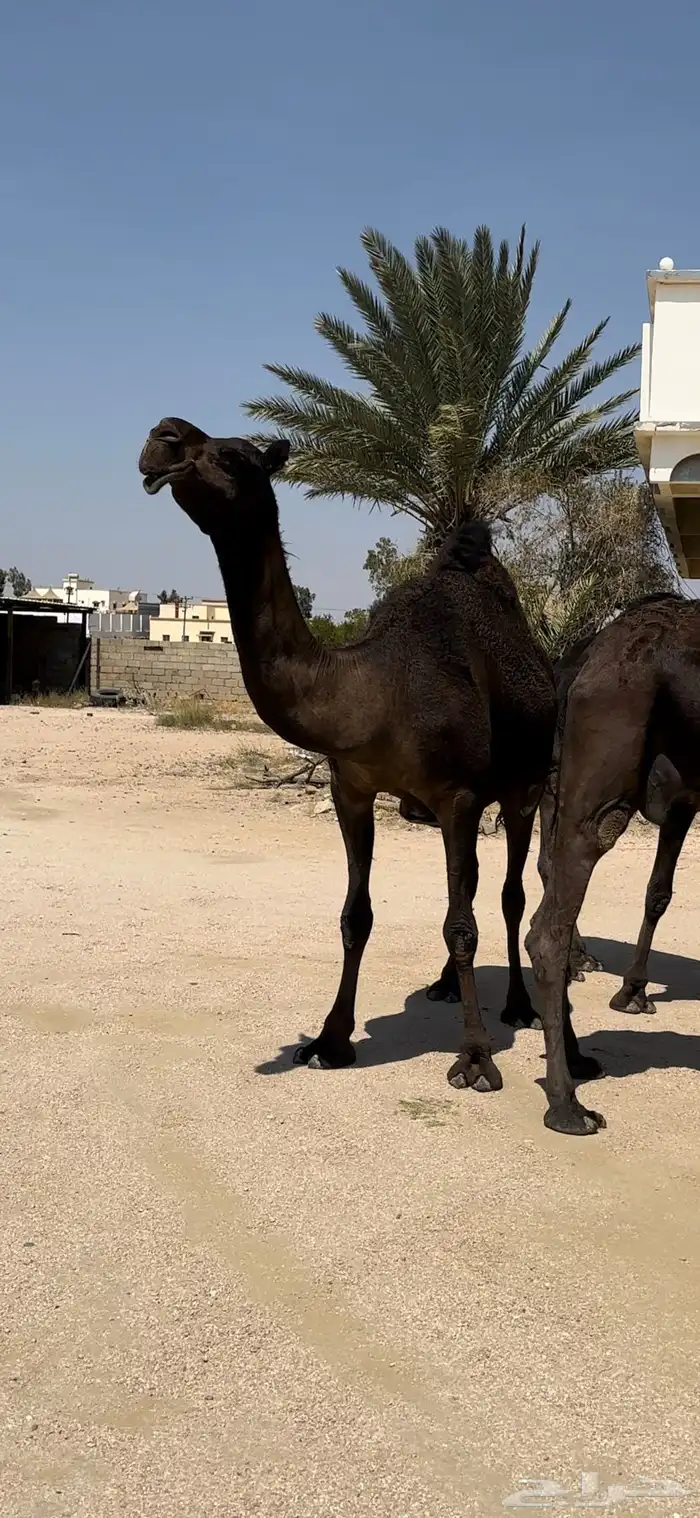 5 ضرايب مجاهيم 0