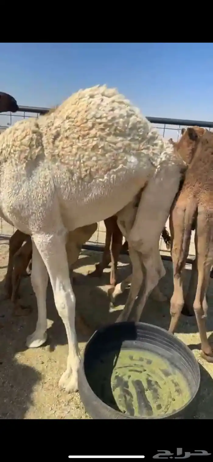 للبيع حشو قصب 1