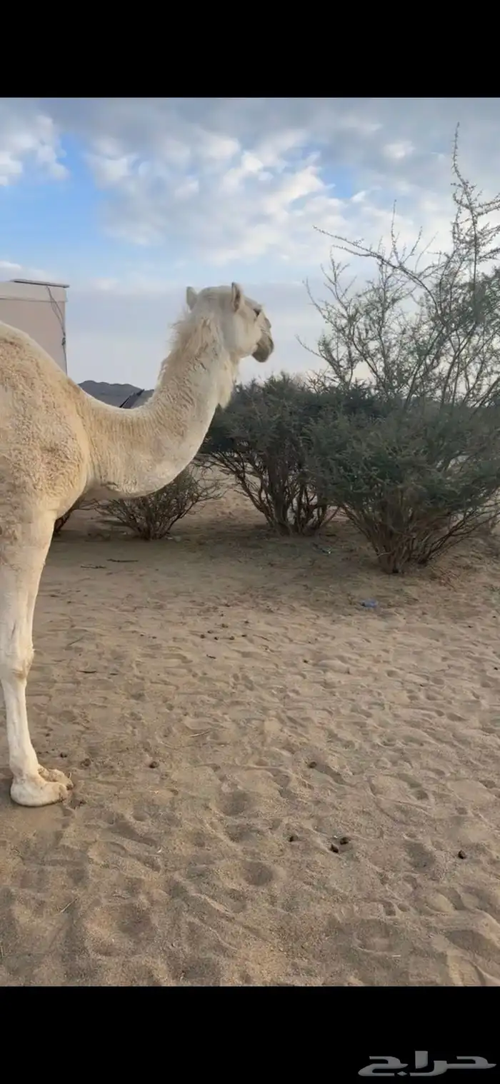 ناقه للبيع 0