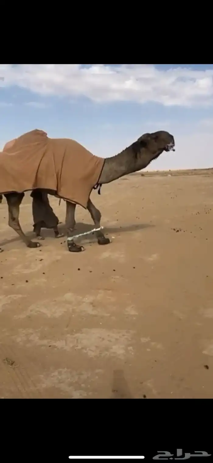 للبيع البعير الكفو المنتج انتاج قوي 0