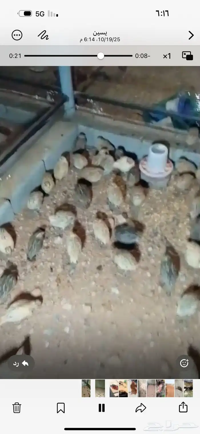 لبيع سمان 0