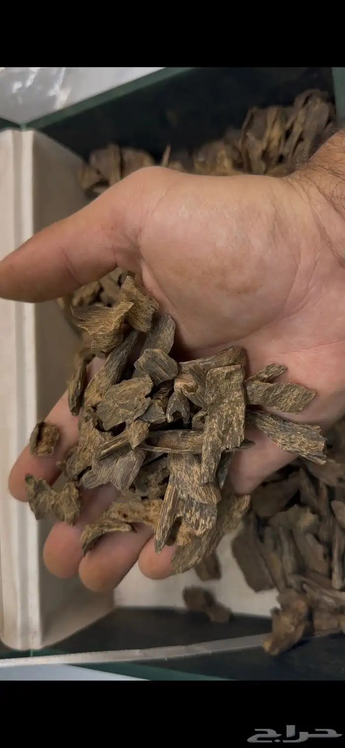 نوادر العود مالينو اندر وتر 1