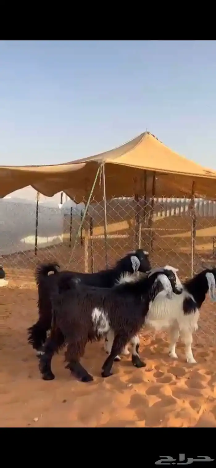 تيوس وجفار عوارض 2