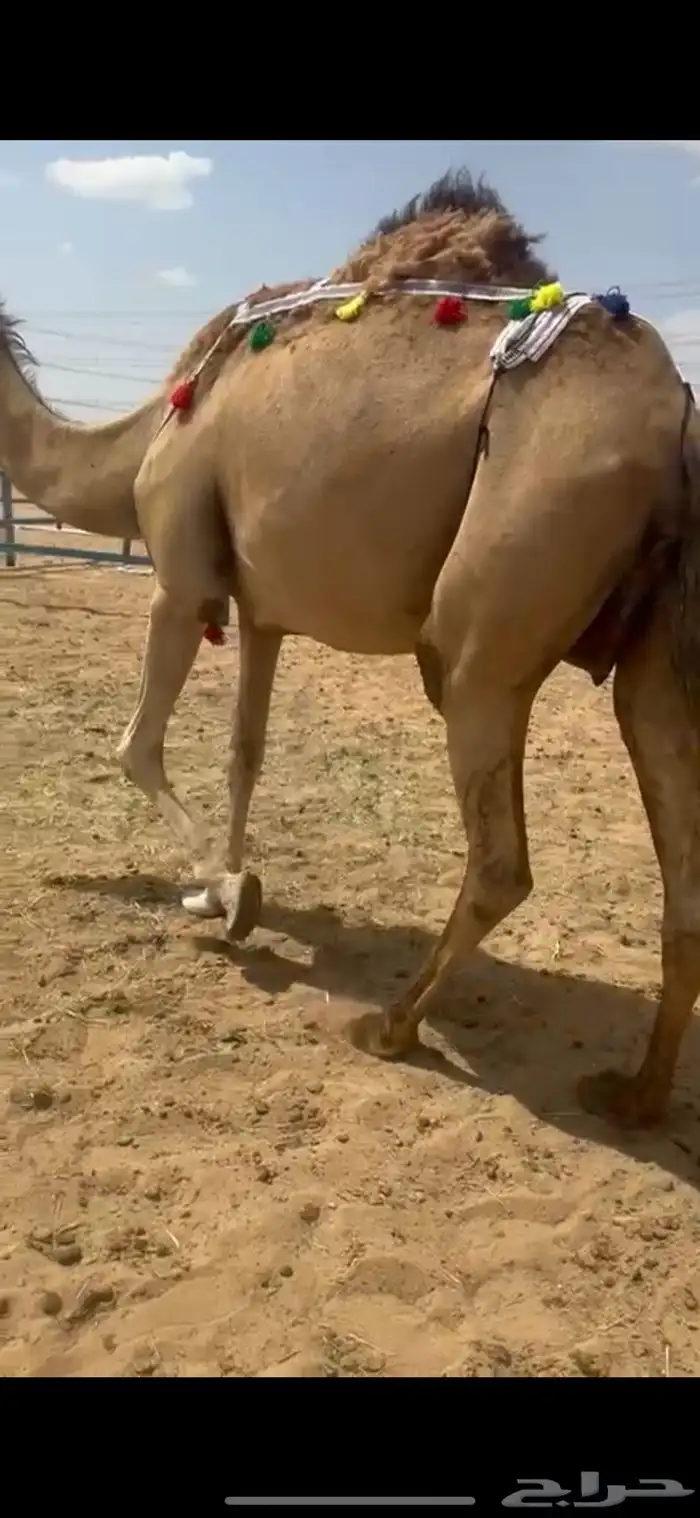 خلفه اركه 0