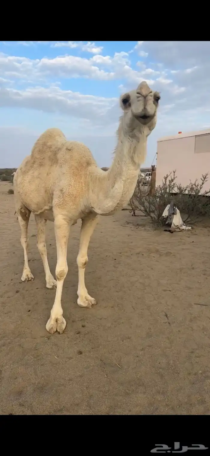 ناقه للبيع 1