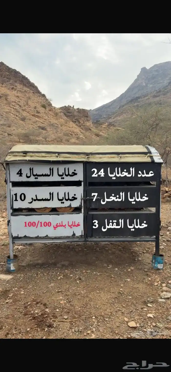 خلايا نحل بلدي 0