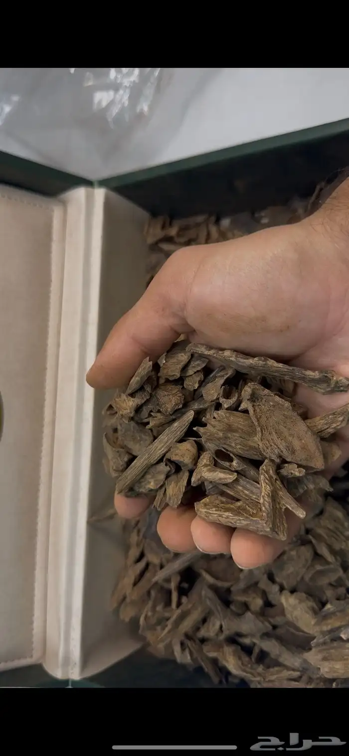 نوادر العود مالينو اندر وتر 0