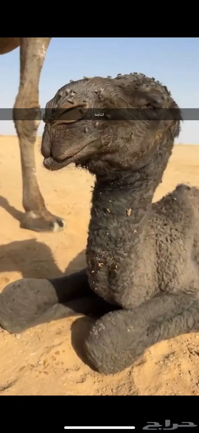 للبيع البعير الكفو المنتج انتاج قوي 4