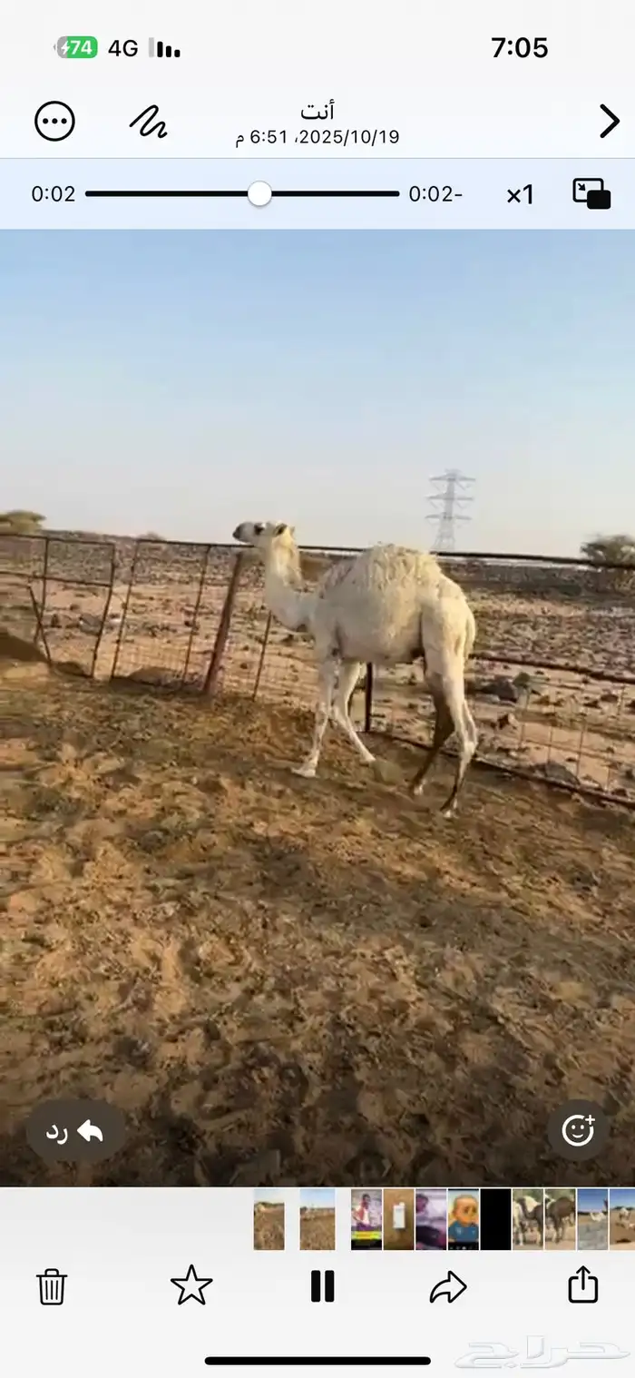 أم الدوم مقر الشديد 0