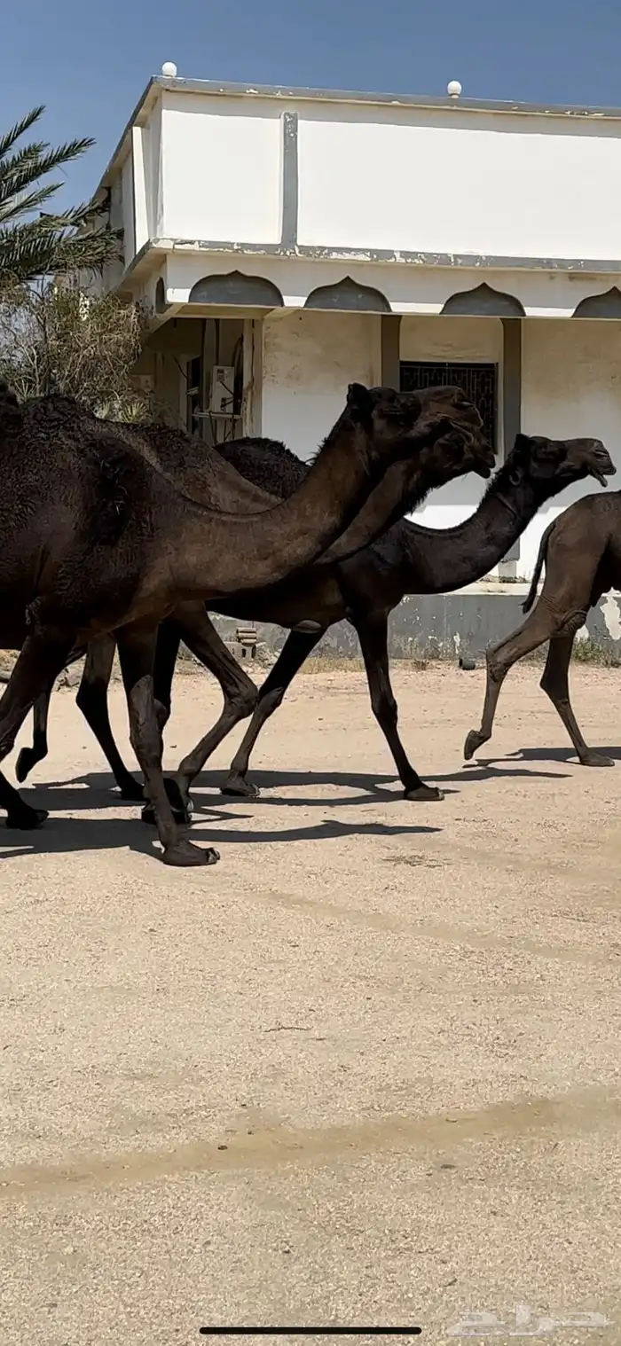 5 ضرايب مجاهيم 8