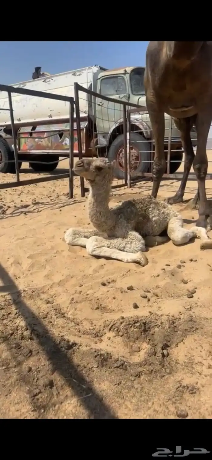 ابل مجاهيم تسع لقحت وخلفها حدره قعود وثنتين ظرايب وخمس حشوا 9