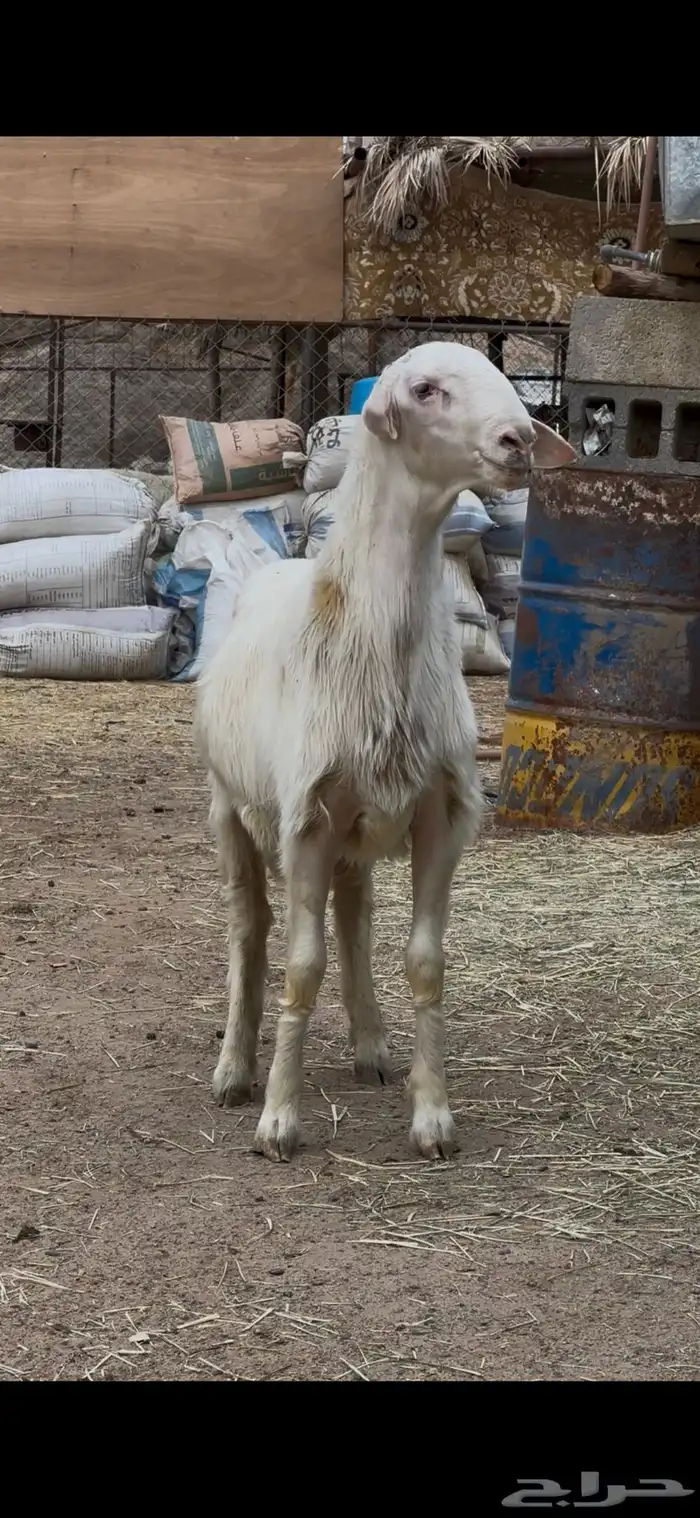 مشروع فحل 0