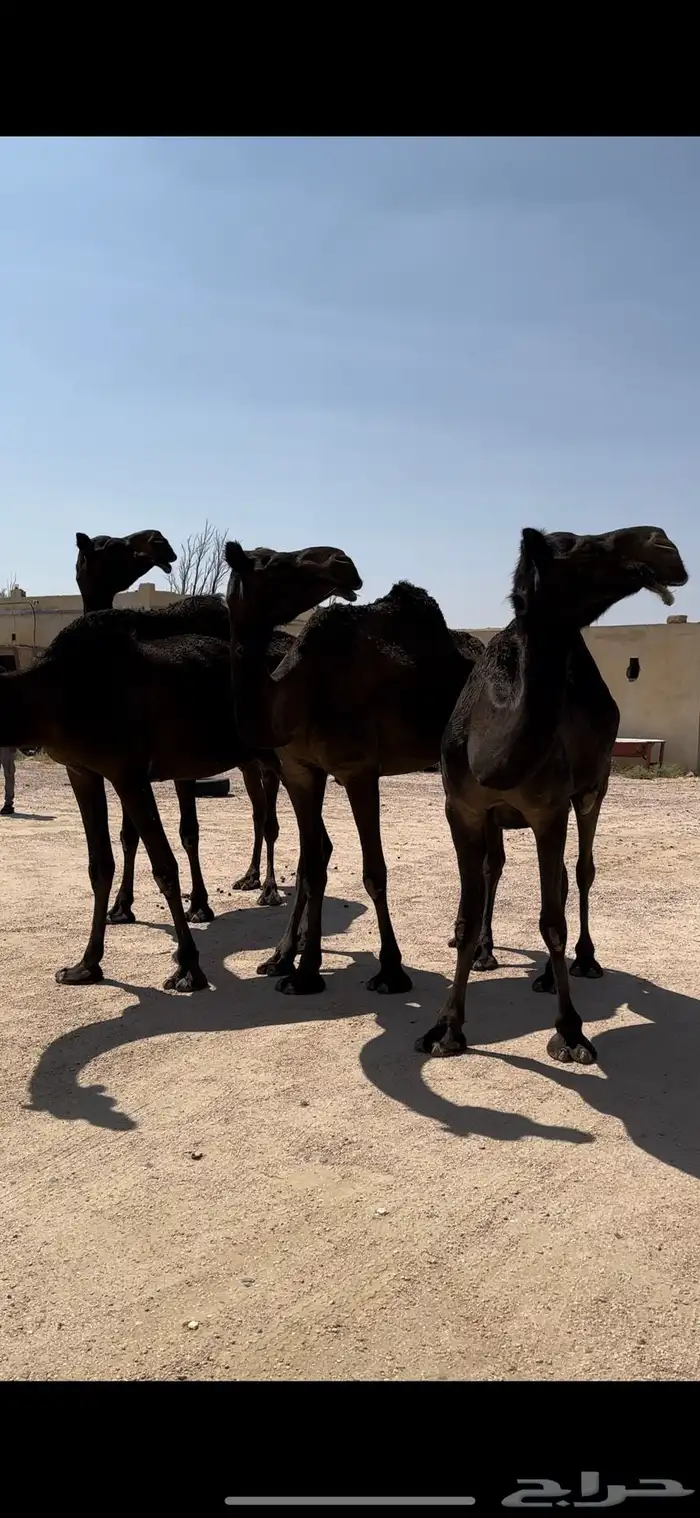 5 ضرايب مجاهيم 9