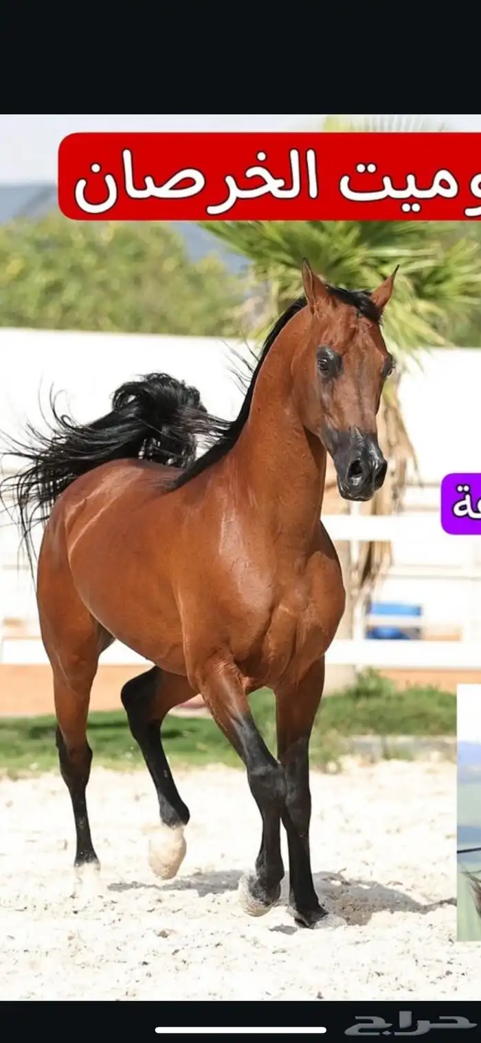 حصان ولد كحيل الشقب 0