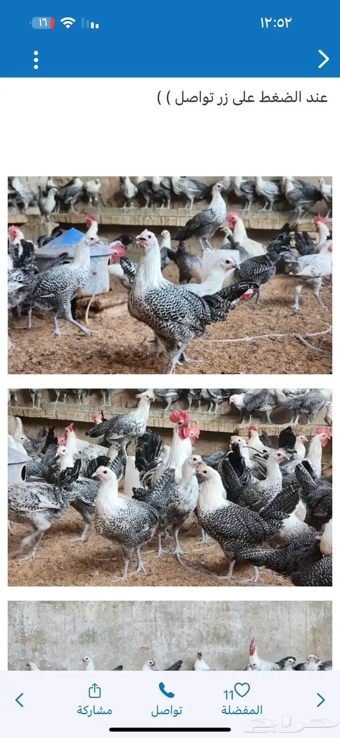 للبيع دجاج بياض فيومي 0