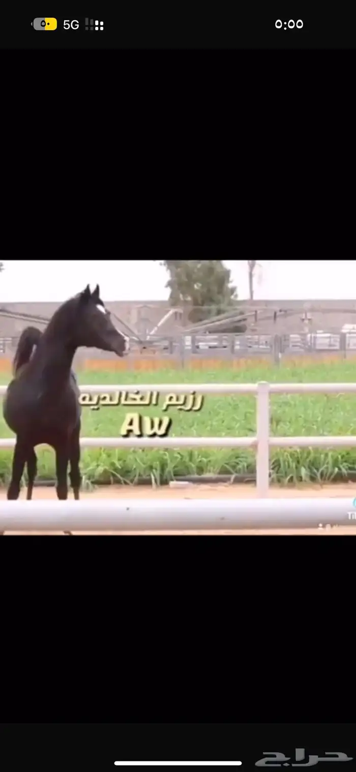 مهرة دهما طيبه منوة للقناي 2