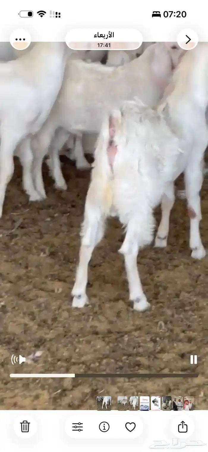 تيوس شرط للبيع جملة وقطاعي 2