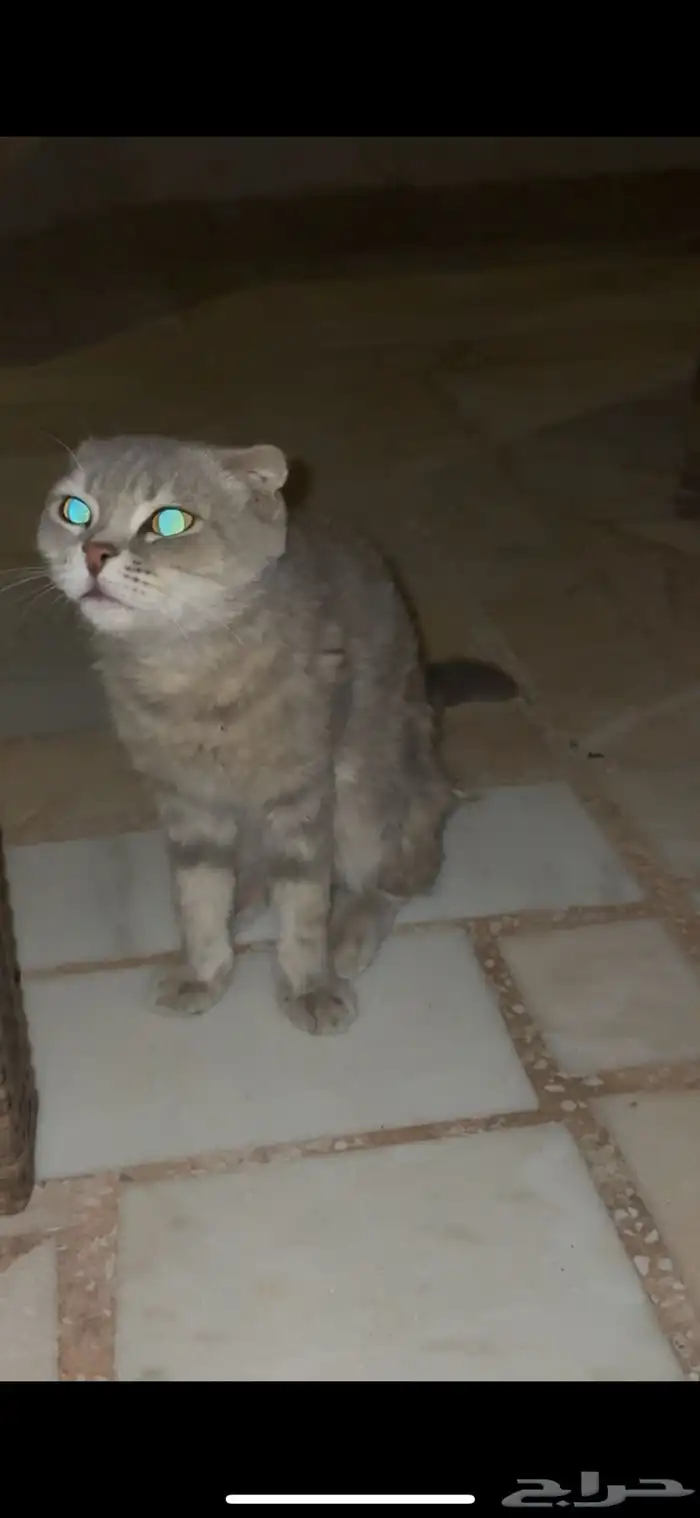 قطة للتبني سكوتش فولد 2