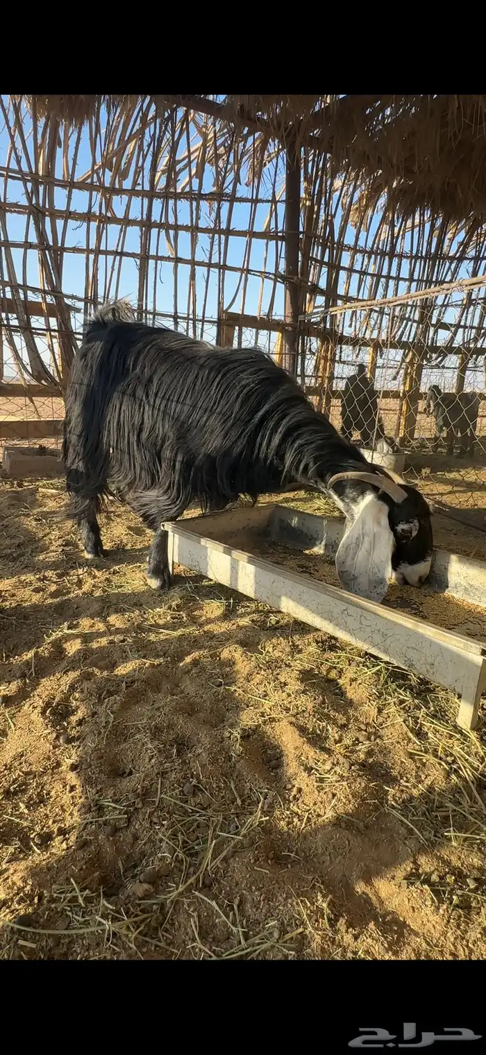 عنز والد طيبه بالحيل 0