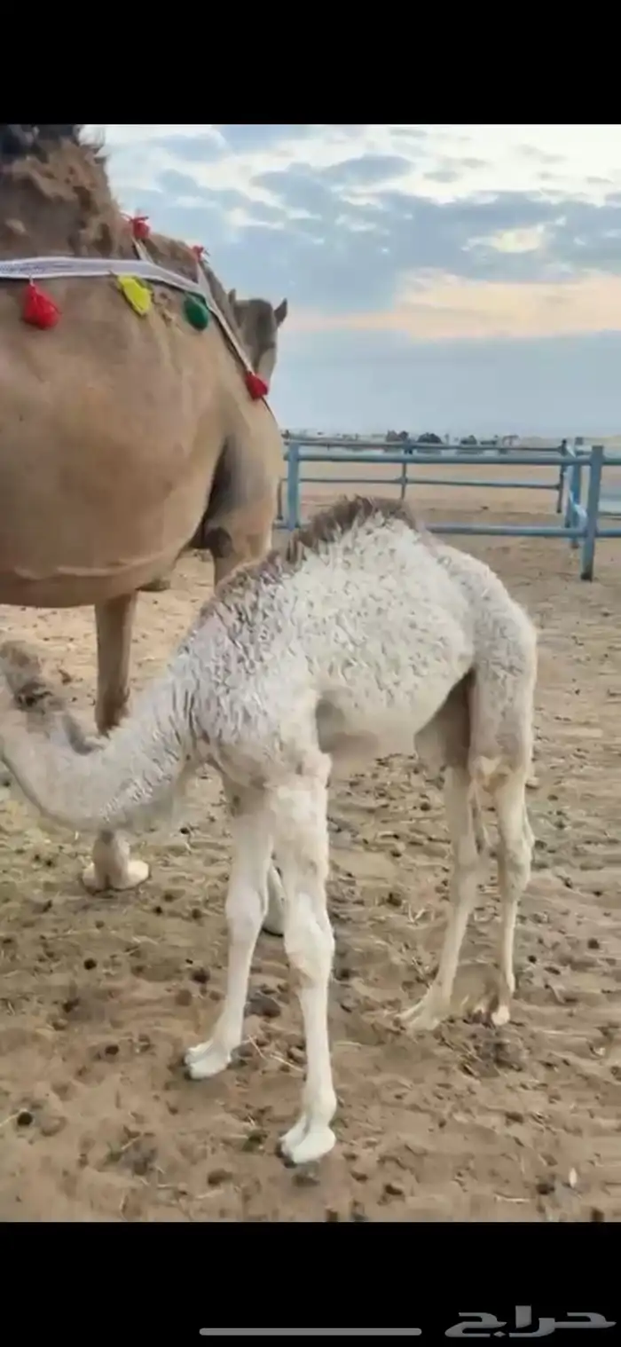 خلفه اركه 3
