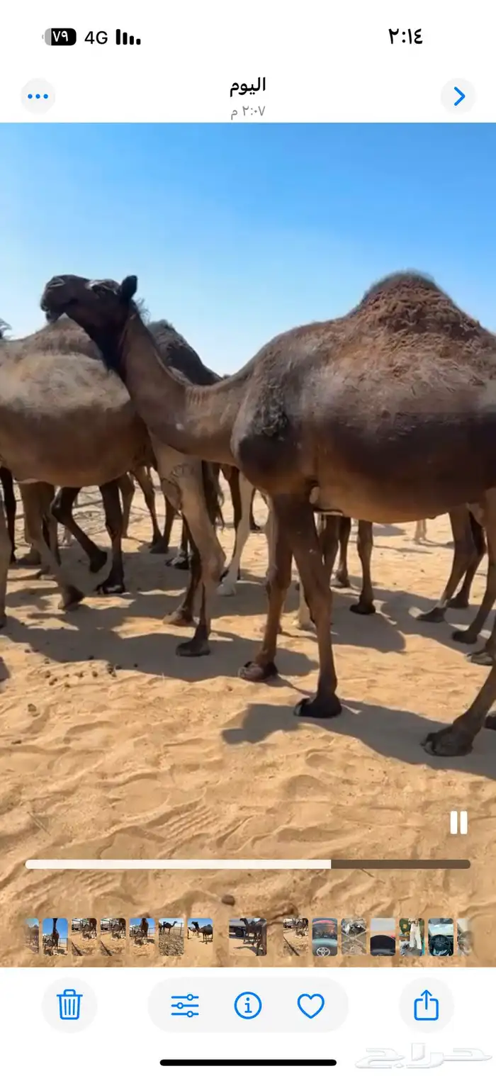 ابل مجاهيم تسع لقحت وخلفها حدره قعود وثنتين ظرايب وخمس حشوا 6
