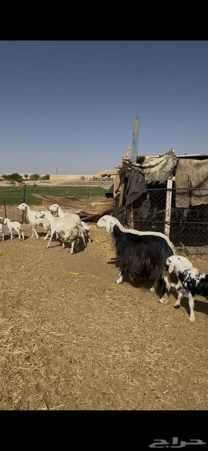 شياة غنم حريات نجد متابيع مقاني وليد 2