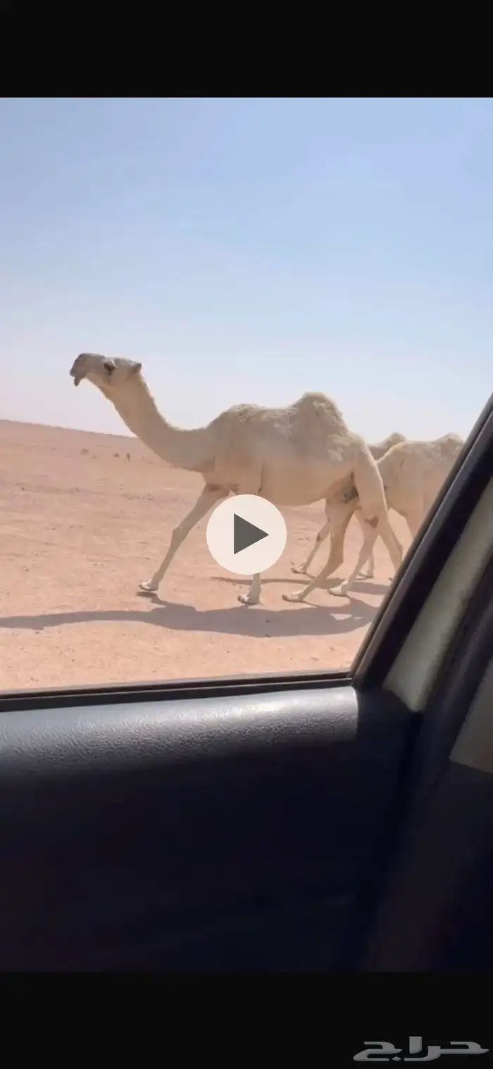 للبيع النياق والقعدان 1