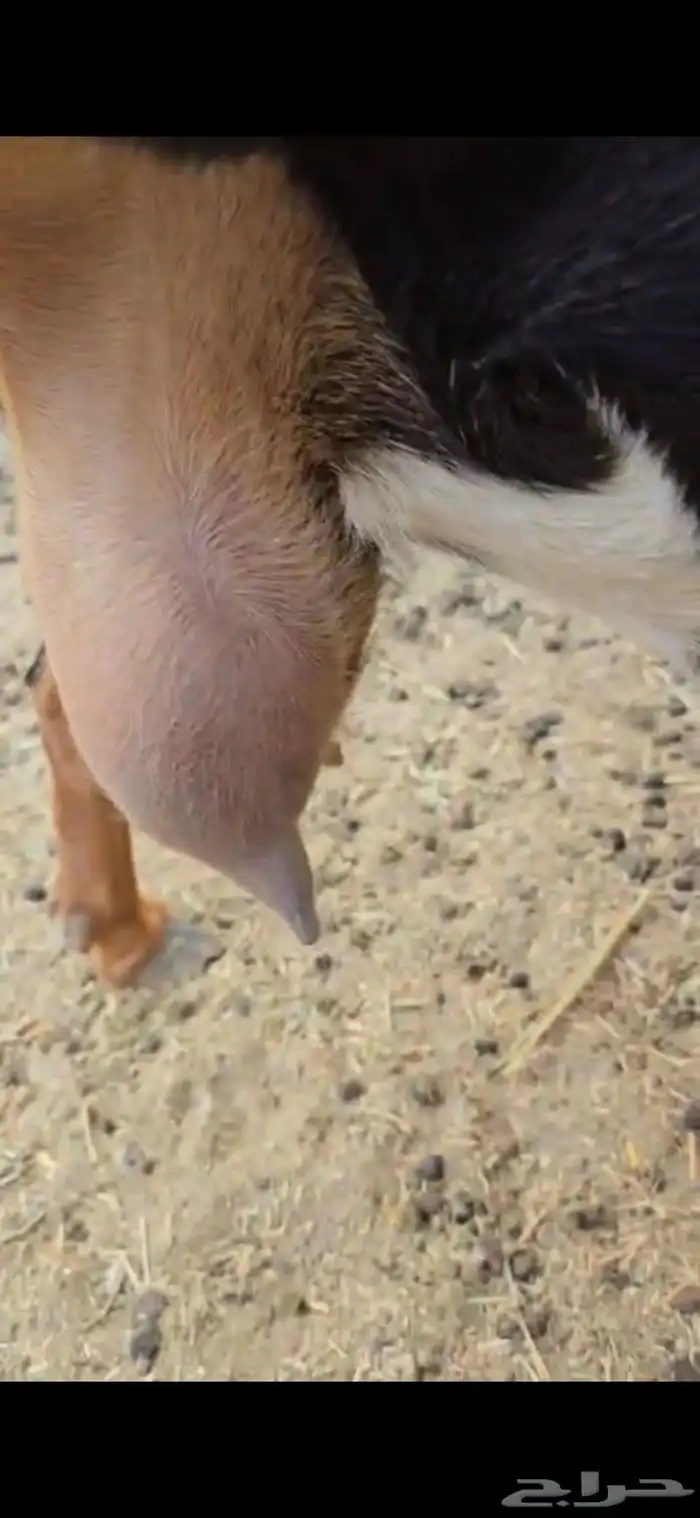عنز بيشيه حواء حليب 3