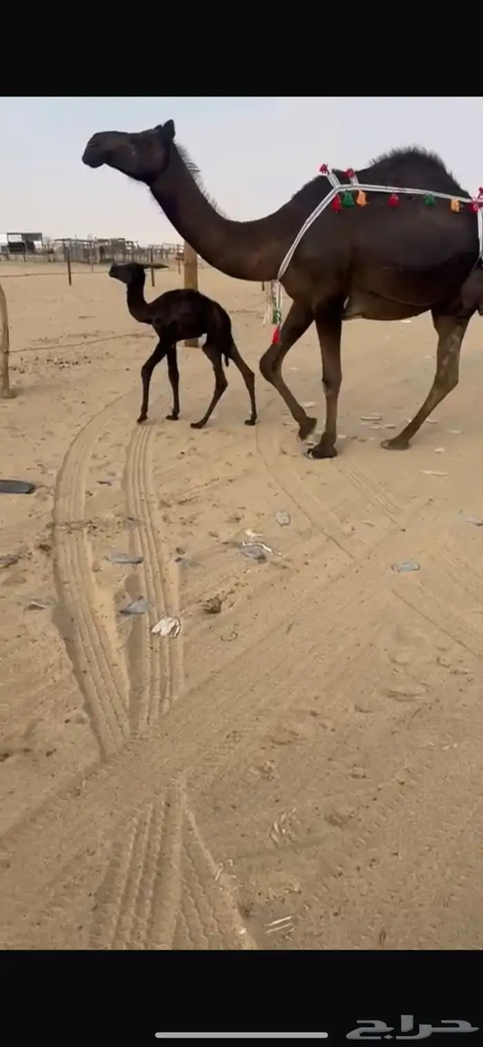 للبيع بكر فوق الكفو 5