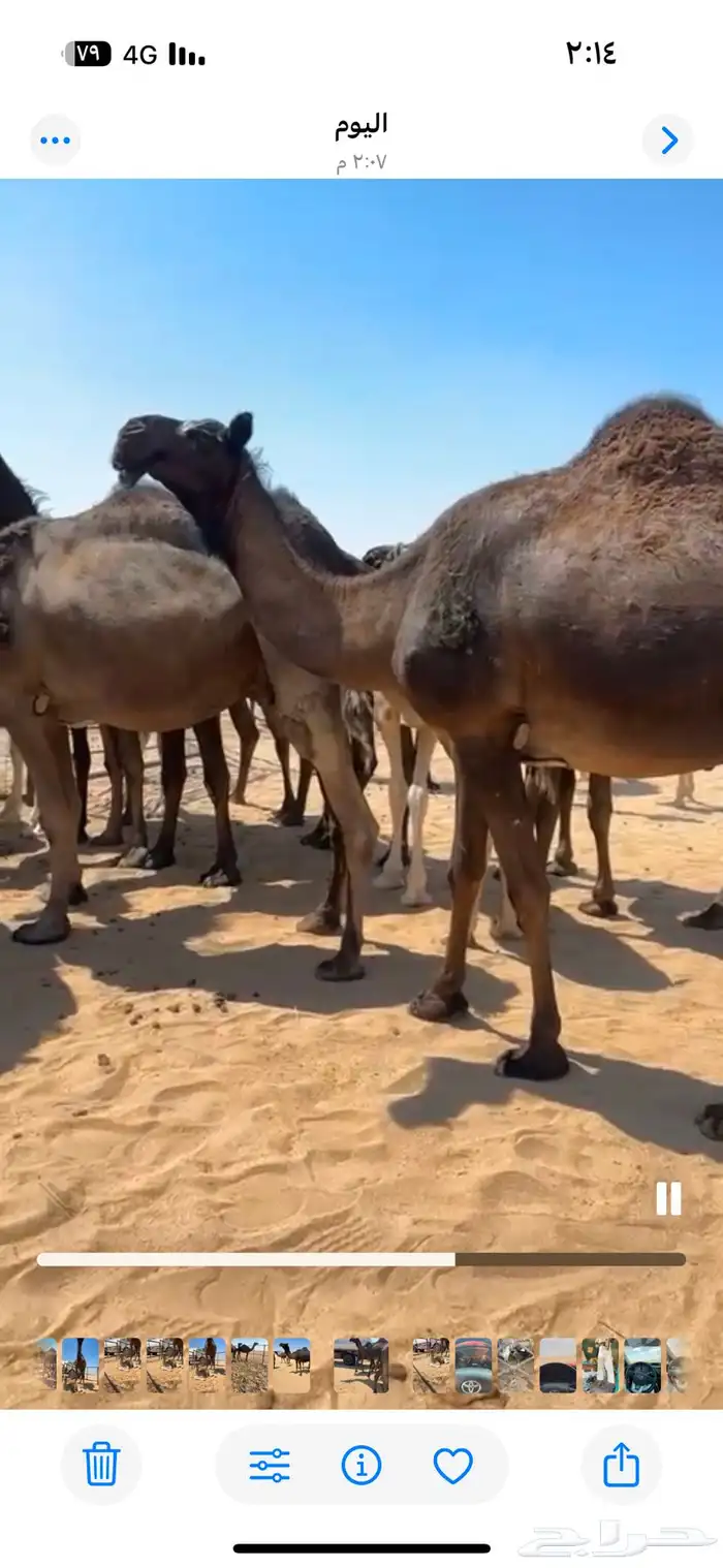 ابل مجاهيم تسع لقحت وخلفها حدره قعود وثنتين ظرايب وخمس حشوا 10