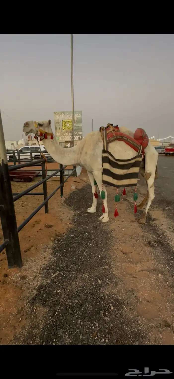 لبيع رحول وضحى وطوع مبيوع ولدها 1