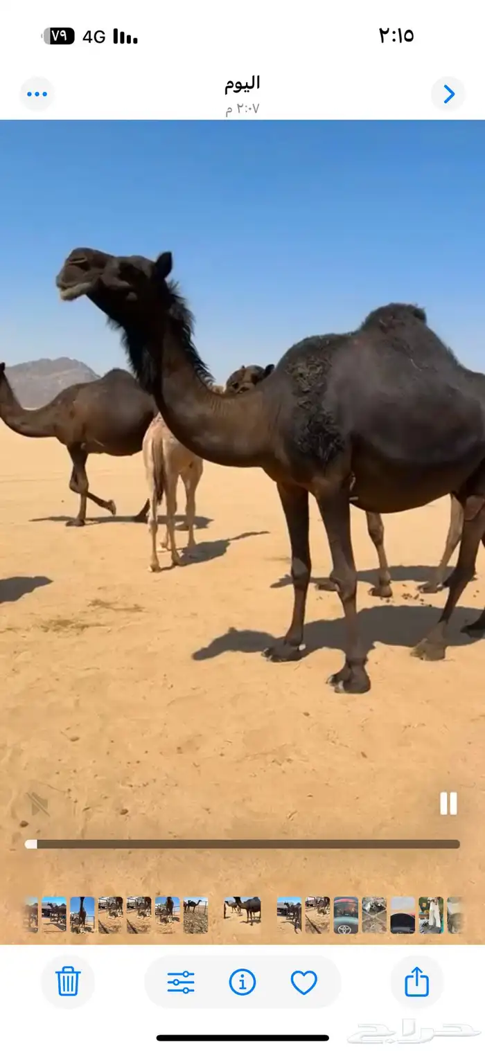 ابل مجاهيم تسع لقحت وخلفها حدره قعود وثنتين ظرايب وخمس حشوا 2
