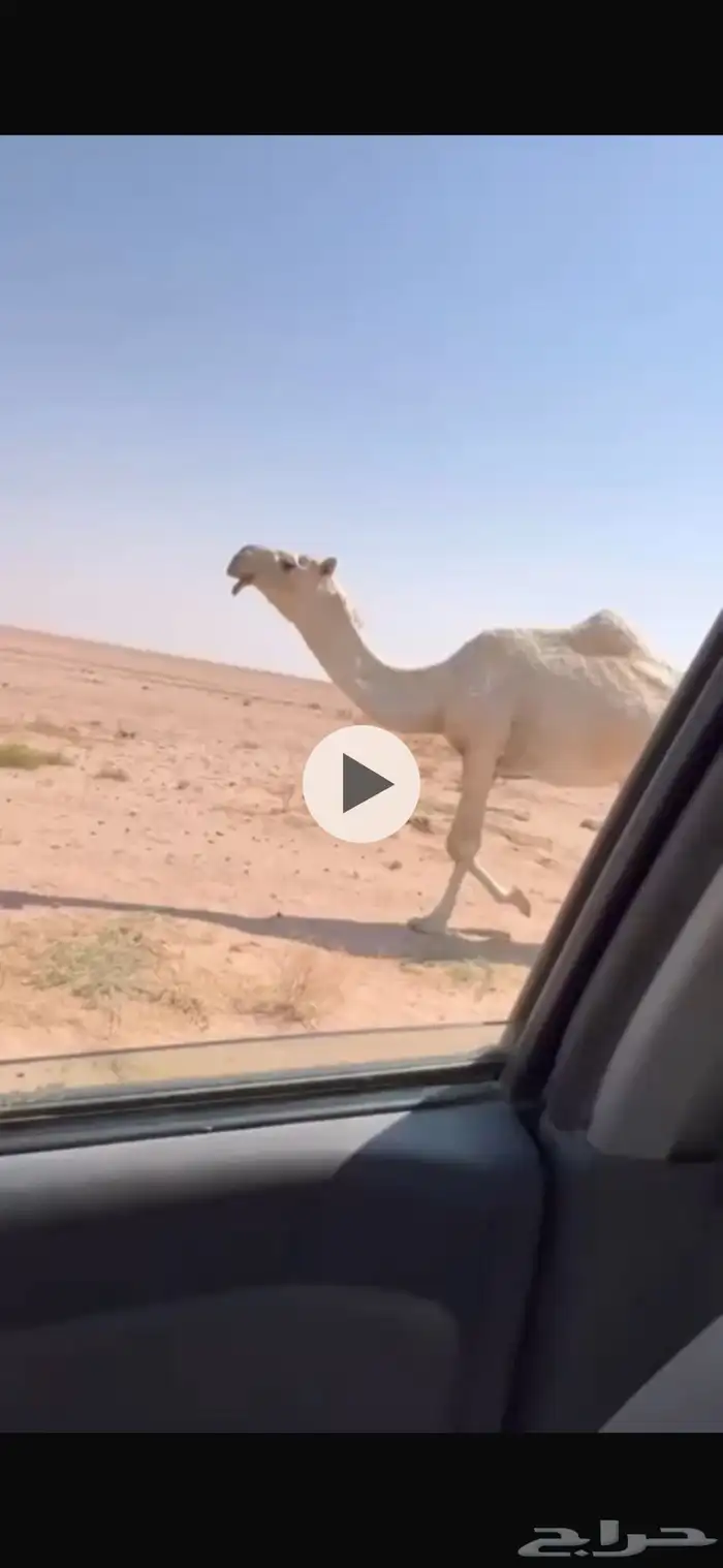 للبيع النياق والقعدان 2