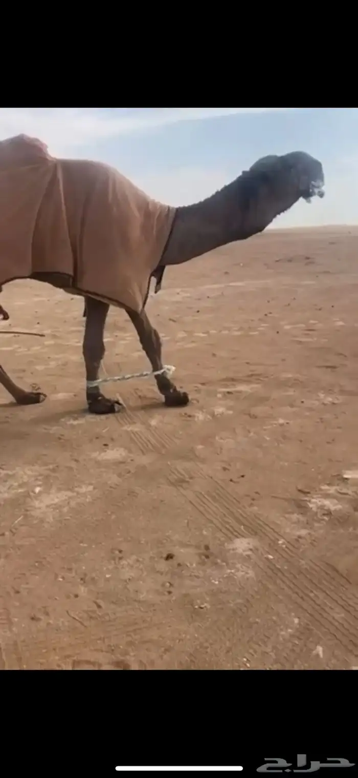 للبيع البعير الكفو المنتج انتاج قوي 2