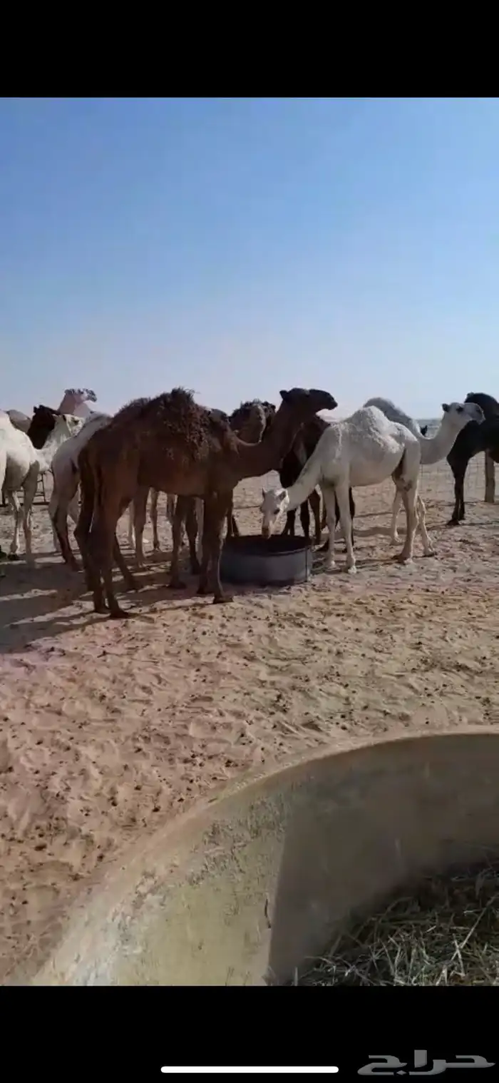 حشو للبيع 2