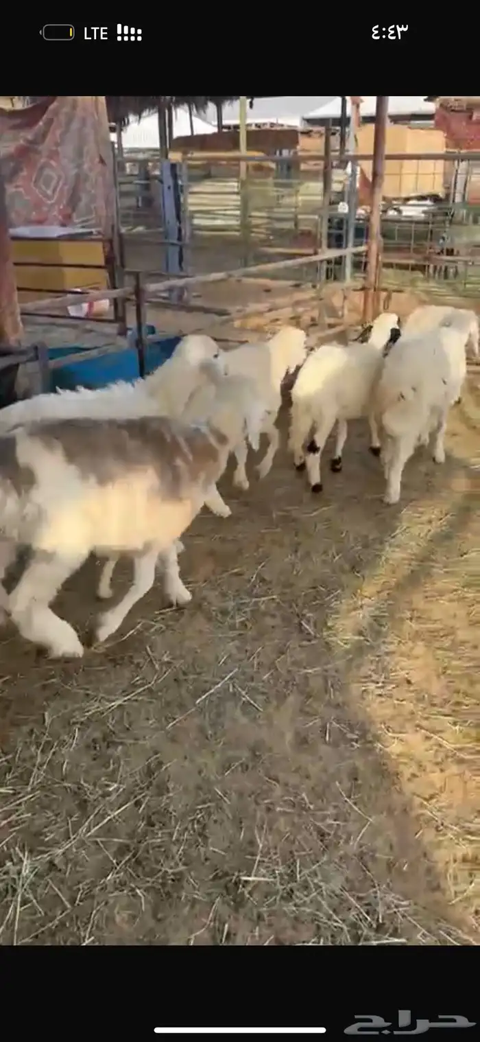 طليان طيبه 3