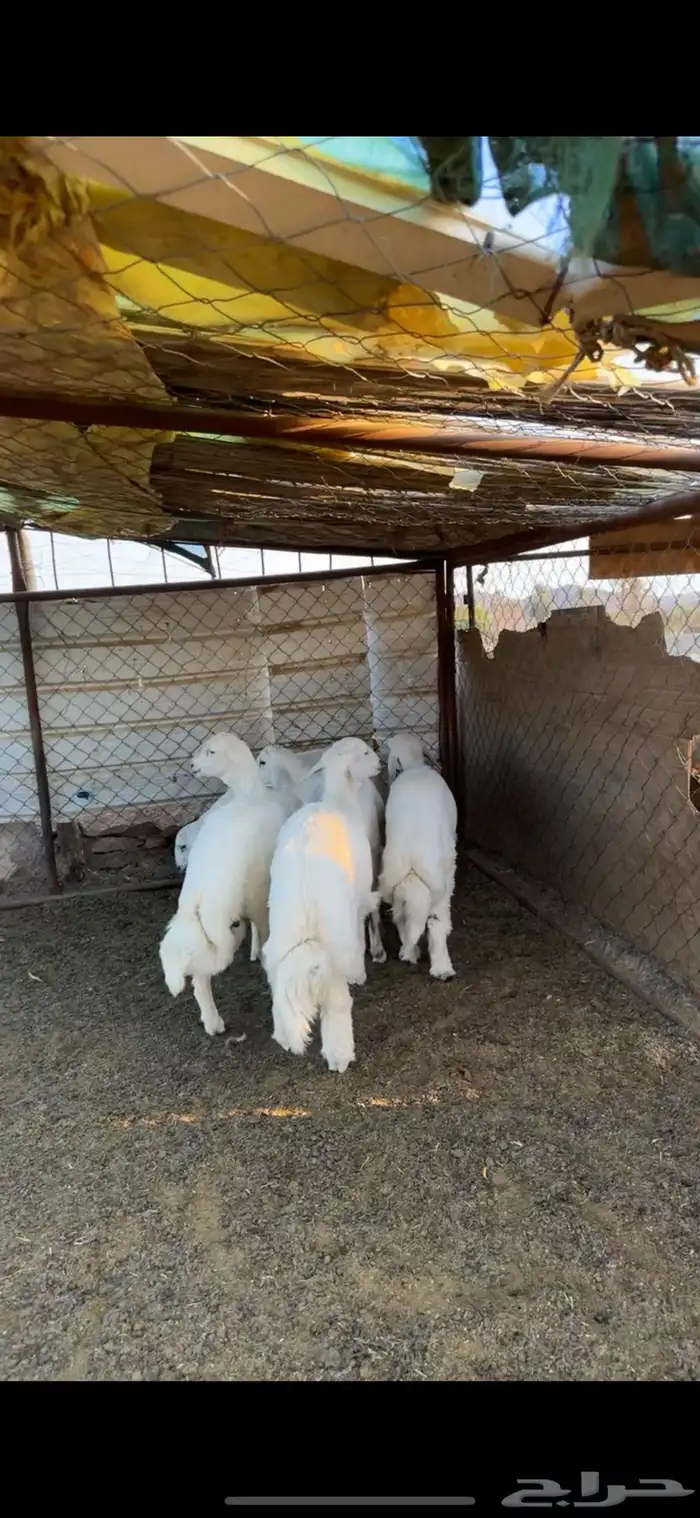 خرفان فاخره 2