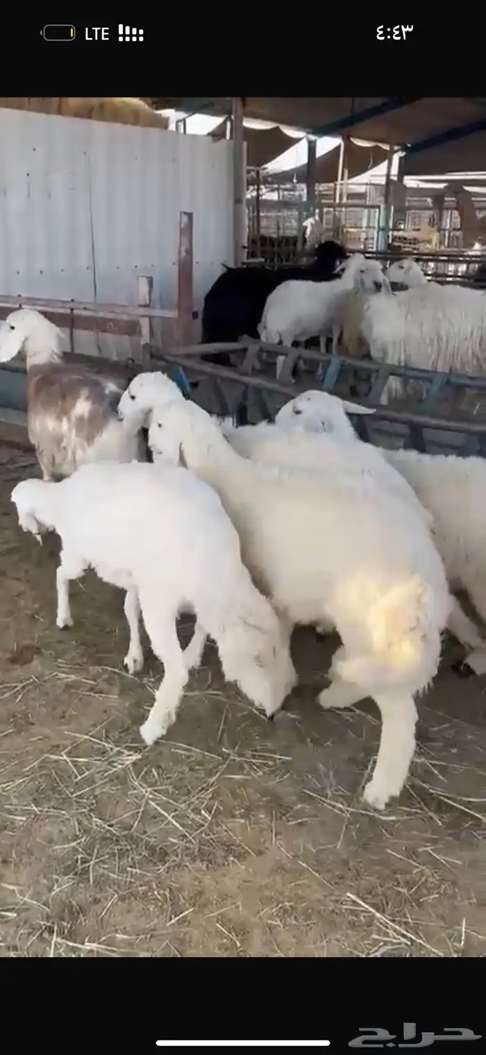 طليان طيبه 2