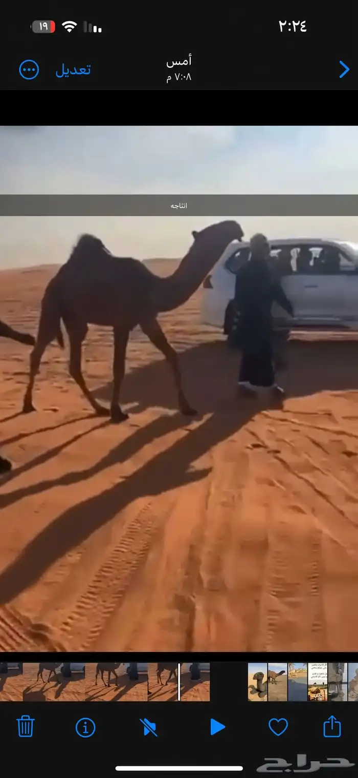 للبيع البعير الكفو المنتج انتاج قوي 8