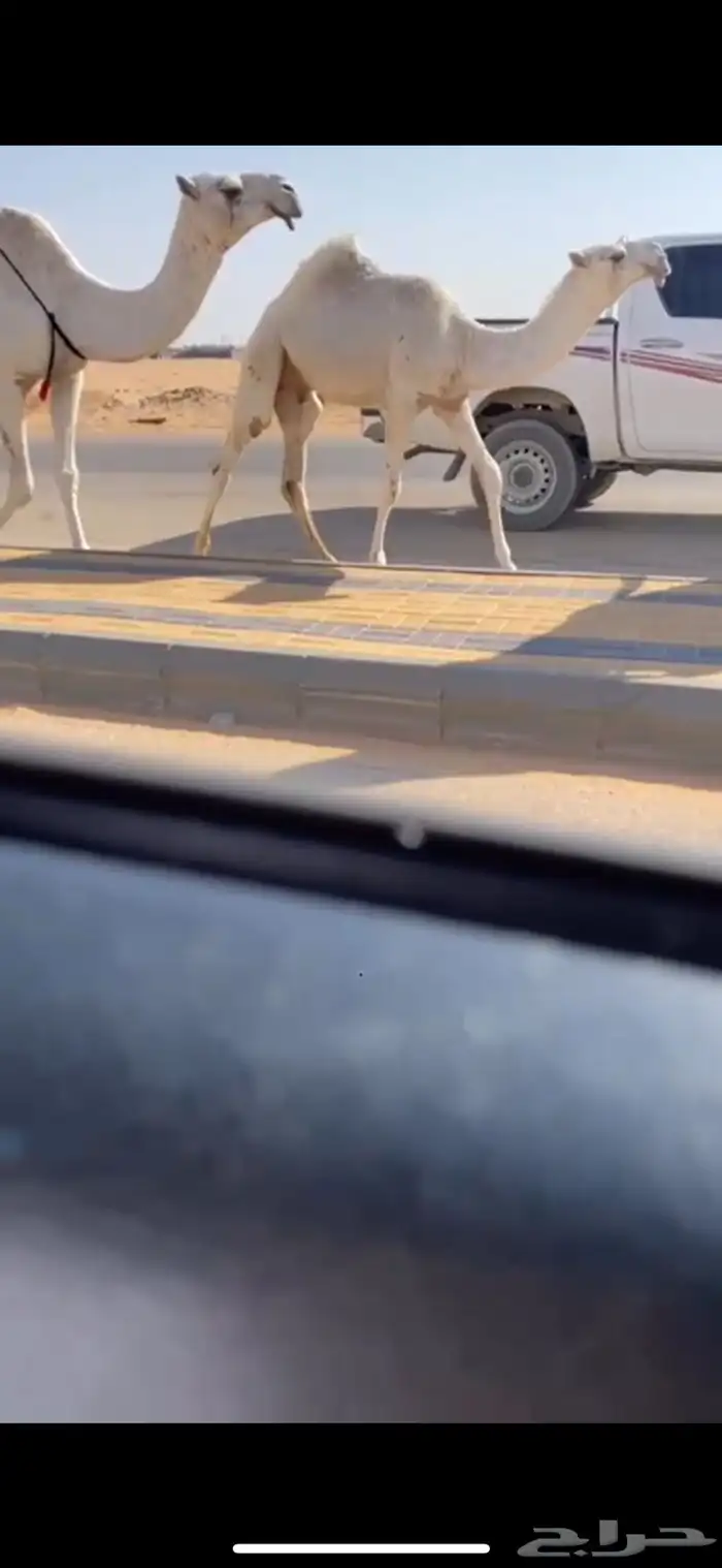 عشرا وضحا رمانيه كفو تحتها قعود فردي 0