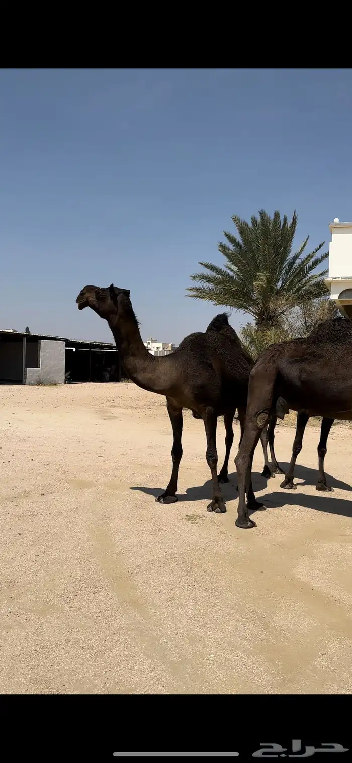 5 ضرايب مجاهيم 7