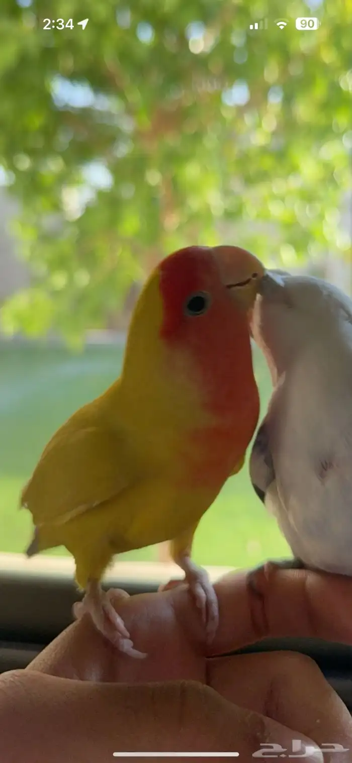 ذكر روز لاتينو رد فيس 2