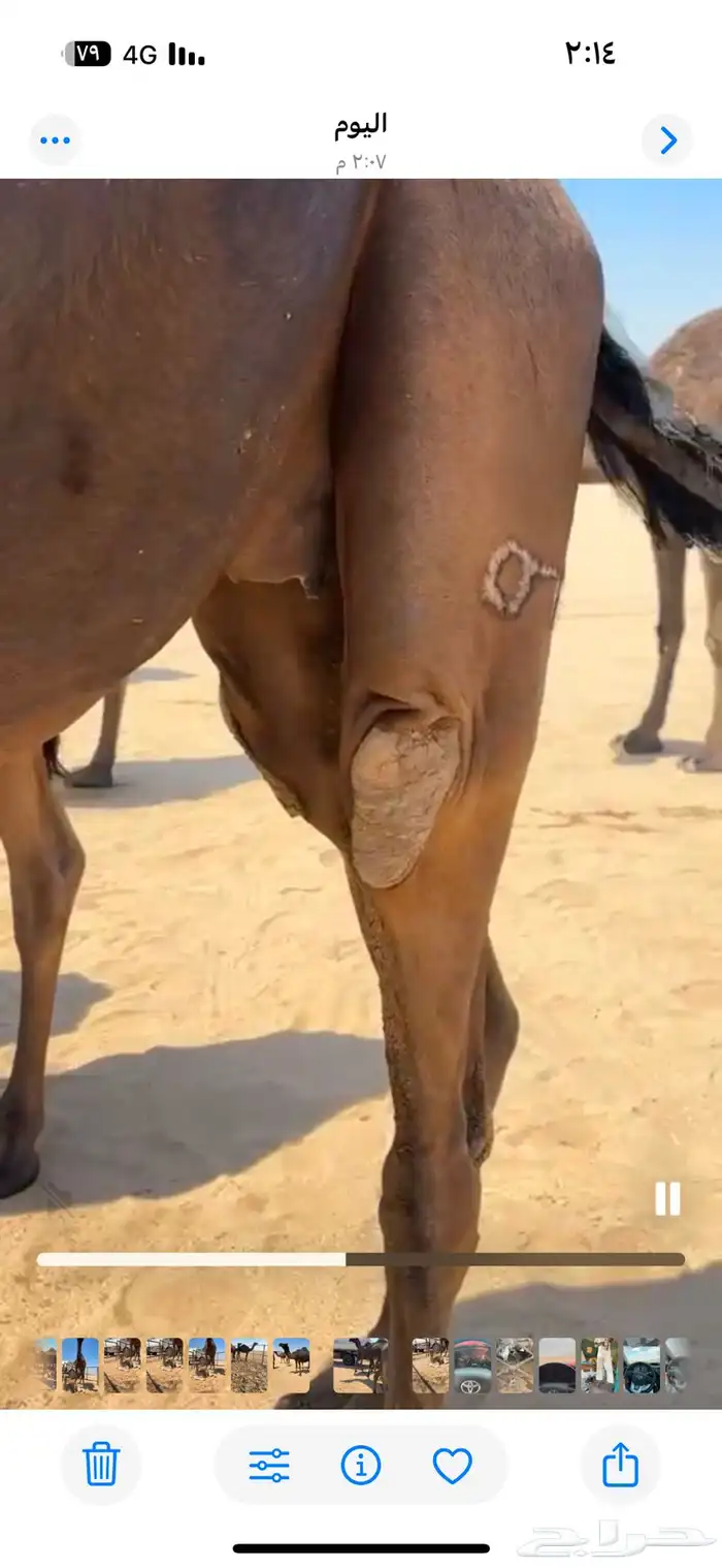 ابل مجاهيم تسع لقحت وخلفها حدره قعود وثنتين ظرايب وخمس حشوا 7