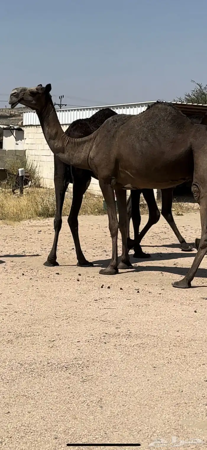5 ضرايب مجاهيم 3